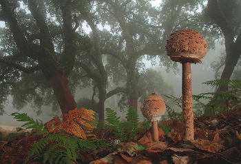 Царство грибов, экзотические и ядовитые