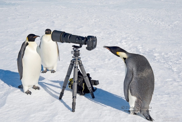 Пингвины - морские птицы, которые никогда не летают