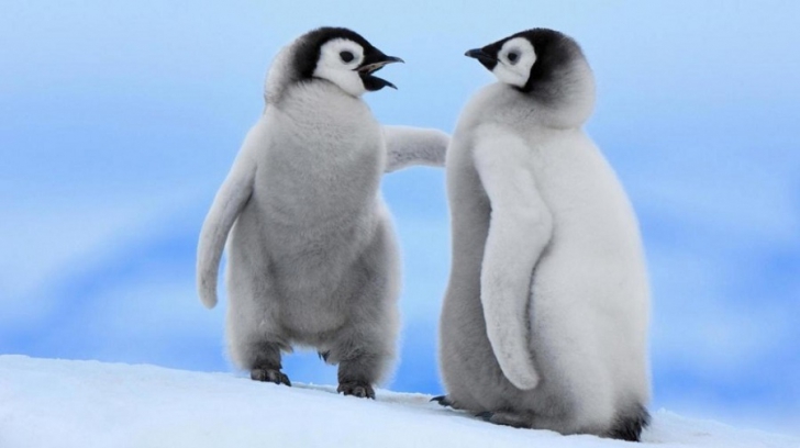 Пингвины - морские птицы, которые никогда не летают