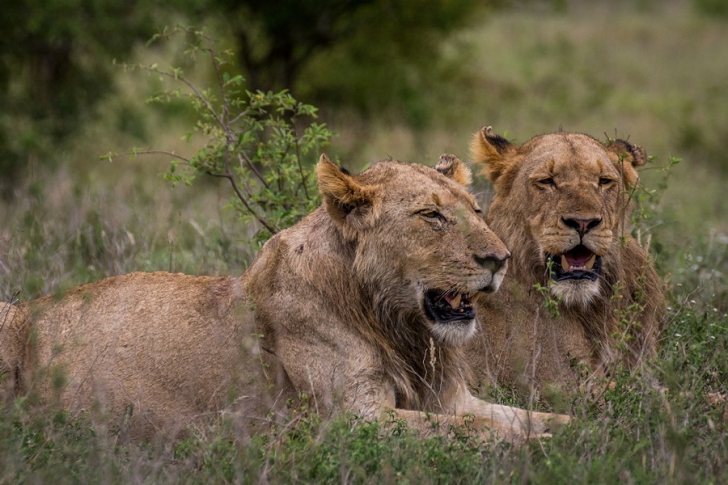 Национальный парк Крюгер в Южной-Африке