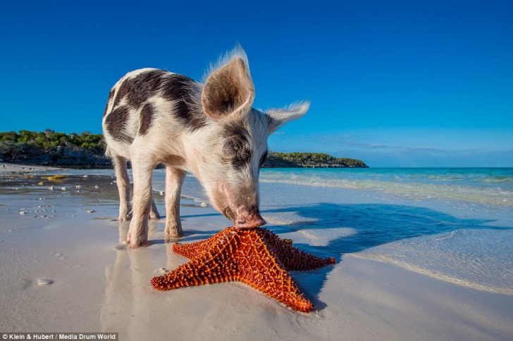 На Багамах живут самые веселые свиньи