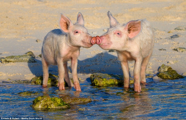 На Багамах живут самые веселые свиньи