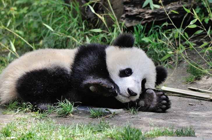 Панда - самые милые и очаровательные животные в мире (ФОТО)