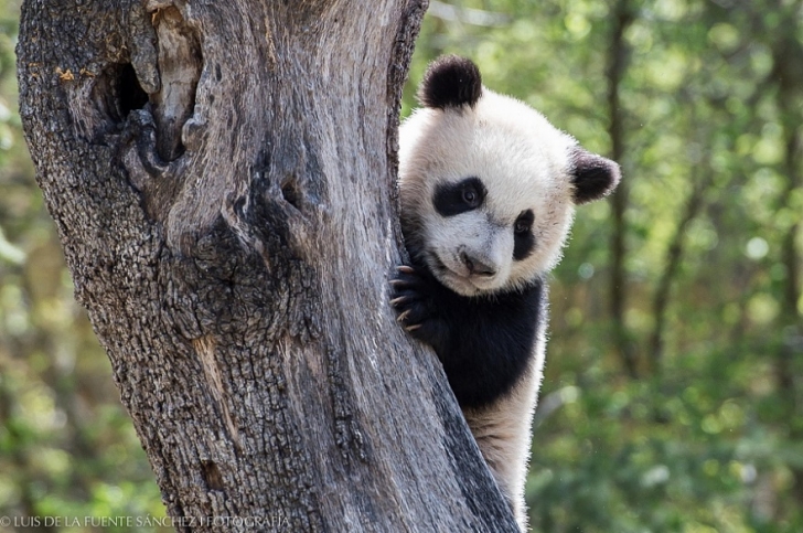 Панда - самые милые и очаровательные животные в мире (ФОТО)