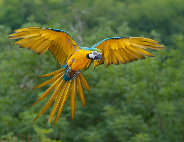 Фото самых ярких птиц планеты Земля (первая часть)