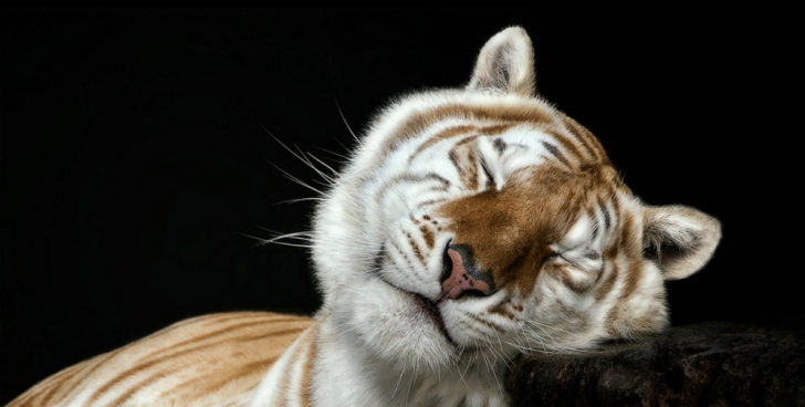 20 потрясающих портретов диких животных (фотограф Педро Хорке)